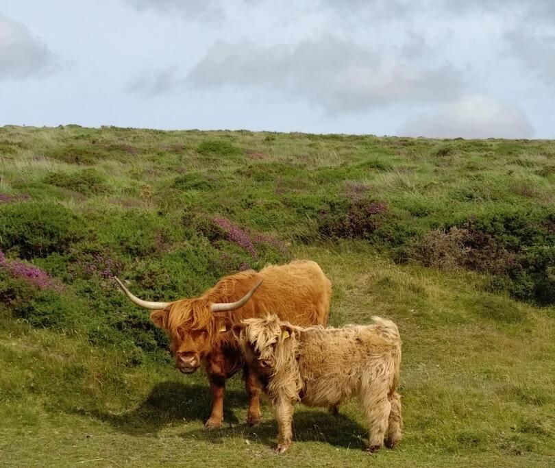 The Dairy - Quaint 1Br In Dartmoor National Park Villa Hennock Exterior photo